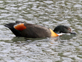 Australian Shelduck